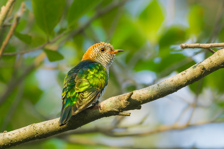 Female Asian Emerald Cuckoo (Chrysococcyx maculatus)  on the branch in nature in Thailandの写真素材