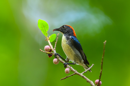 Male Scarlet-backed Flowerpecker( Dicaeum cruentatum) on the branch in nature in Thailandの写真素材