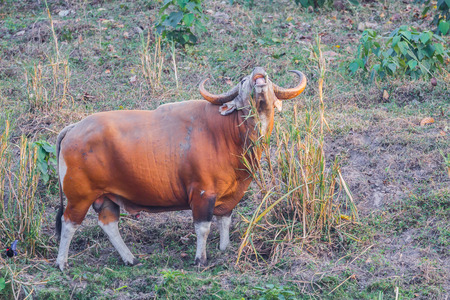 Male Banteng(Bos javanicus ) eating grass who was in Red List of Threatened Species in Endangered species in nature at Wildlife Sanctuary,Thailandの写真素材