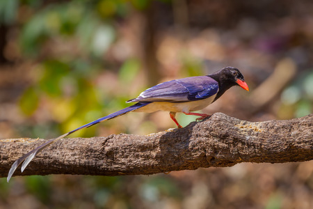 Red-billed blue magpie( Urocissa erythrorhyncha) in nature in Wildlife Sanctuary,Thailandの写真素材