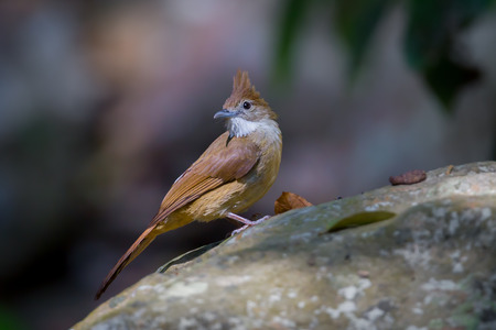 Ochraceous Bulbul( Alophoixus ochraceus) on the rock in nature at Kaengkrajarn national...