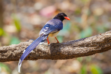 Red-billed blue magpie( Urocissa erythrorhyncha) stair at us in nature in Wildlife Sanctuary,Thailandの写真素材