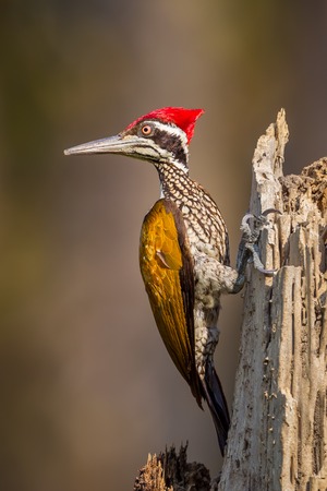 Full frame close up of Male Greater Flameback (Chrysocolaptes guttacristatus) in nature at  Wildlife Sanctuary,Thailandの写真素材