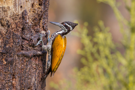 Female Greater Flameback (Chrysocolaptes guttacristatus) catch on wood in nature at  Wildlife Sanctuary,Thailandの写真素材