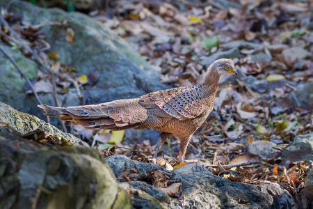 Male Grey Peacock-Pheasant(Polyplectron bicalcaratum) walking and stair at us with careful in nature at Kaengkrajarn national park,Thailandの写真素材