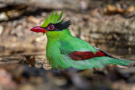 Full frame of Common green magpie(Cissa chinensis) showering in the forest in nature at Kaengkrajarn national park,Thailandの写真素材
