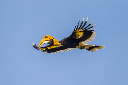 Closes up of full open wings of flying Great hornbill (Buceros bicornis) in nature at Khaoyai national park,Thailandの写真素材
