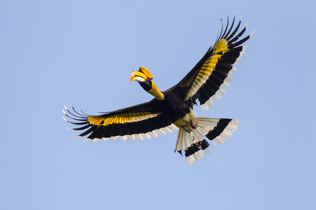 Full wings open express of freedom of flying Great hornbill (Buceros bicornis) in nature at Khaoyai national park,Thailandの写真素材