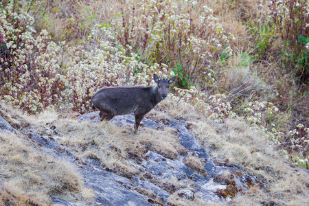 Very rare vulnerable species in IUCN of Threatened species Red List Goral (Naemorhedus caudatus)  in nature at Inthanon national park, Chiangmai, Thailandの写真素材