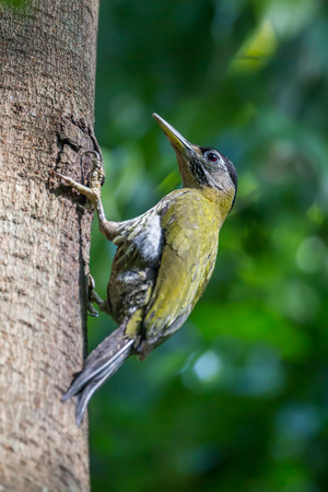 Female Laced woodpecker (Picus vittatus) in nature at Kaengkracharn national park,Thailandの写真素材
