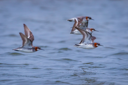 Red-necked Phalarope (Phalaropus lobatus) group flying upon the sea in nature at Laemphakbia, Thailandの写真素材