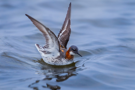 Open wing action of Red-necked Phalarope (Phalaropus lobatus) in nature at Laemphakbia, Thailandの写真素材