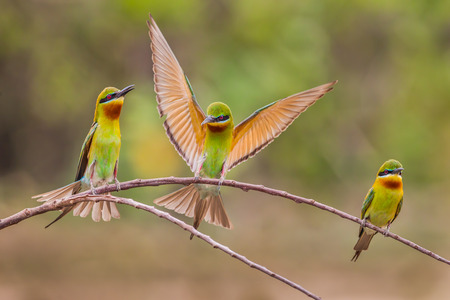 Opening wing action with both side of Blue-tailed bee-eater ( Merops philippinus) in nature in Thailandの写真素材