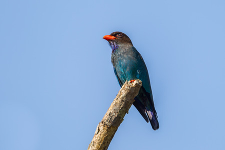 Portrait of Dollar roller, Dollarbird, Oriental dollarbird(Eurystomus orientalis) in nature at Kaengkracharn national park,Thailandの写真素材
