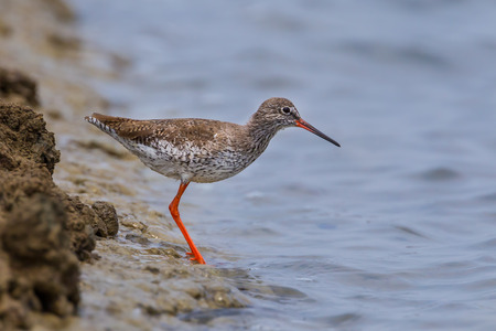 Common Red shank (Tringa totanus) on the shore in nature at Laemphakbia, Thailandの写真素材