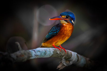 Portrait of female Blue-eared kingfisher (Alcedo meninting) catch on the branch in nature at Khaoyai national park,Thailandの写真素材