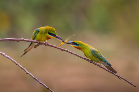 Sweet Blue-tailed bee-eater ( Merops philippinus) giving insect to each other on the branch in...