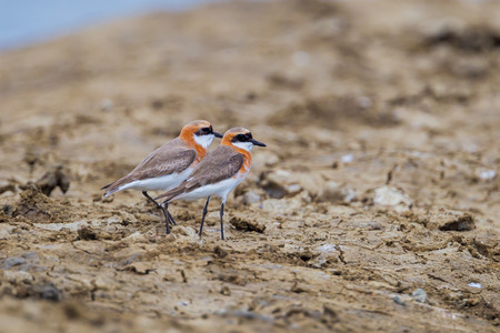 Couple of Lesser Sand PloverCharadrius mongolus in nature at Laem Phak Bia Petchaburi Thailandの写真素材