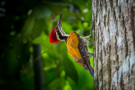 Greater Flameback Chrysocolaptes guttacristatus in nature at Kaengkrajarn national parkThailandの写真素材