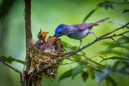 Male Blacknaped monarch  Hypothymis azurea feeding insect to his pubs  in nature at Kaengkrajarn...