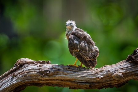 Left side of young Crested serpenteagleSpilornis cheela the wood in nature at Hui Kha Khaeng wildlife sanctuary Thailandの写真素材