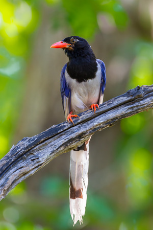 Close up portrait of Redbilled blue magpie Urocissa erythrorhyncha in nature at Hui Kha Khaeng wildlife sanctuary Thailandの写真素材