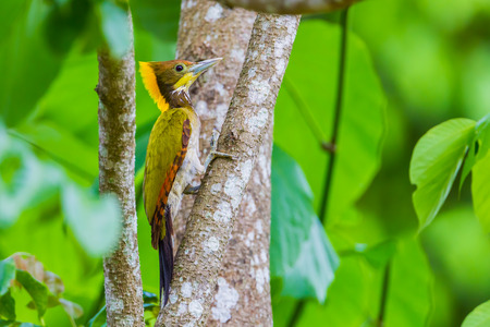 Portrait close up of Greater Yellownape Chrysophlegma flavinucha in nature at Kaengkrajarn national parkThailandの写真素材