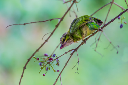 Young Greeneared Barbet Megalaima faiostricta in nature at Khaengkrajarn national parkThailandの写真素材