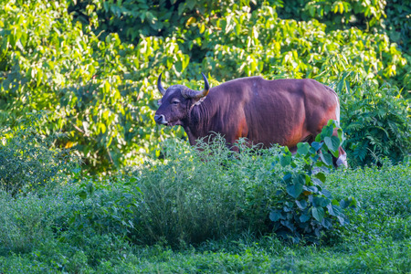 Endangered species in IUCN Red List of Threatened Species full adult Male Banteng Bos javanicus in real nature at Hui Kha Kheang  wildlife sanctuary in Thailandの写真素材