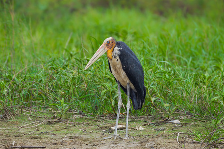 Lesser adjutant stork Leptoptilos javanicus  in nature at Bangpra Sanctuary in Chonburi Thalandの写真素材