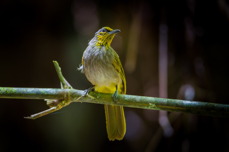 Portrait of Stripethroated BulbulPycnonotus finlaysoni in nature at Khao Yai National ParkThailandの写真素材