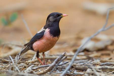Close up of rare Rosy Starling Pastor roseus in nature at Lampukbia ,Petchaburi,Thailandの写真素材