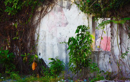Old concrete wall with greeneryの写真素材