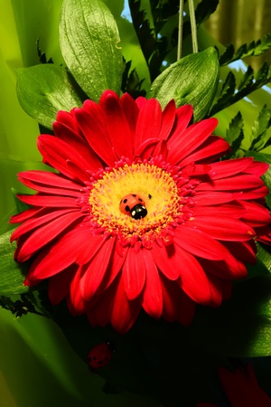 Ladybird on a flowerの写真素材