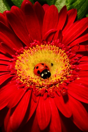 Ladybird on a flowerの写真素材