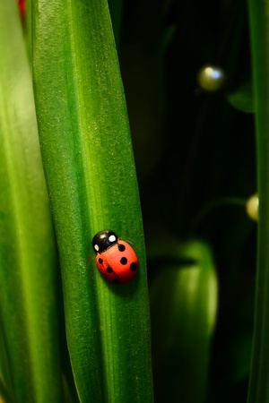 One red ladybug on a green leafの写真素材
