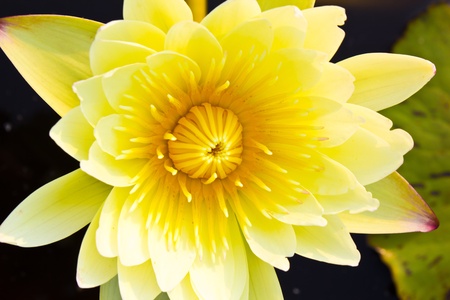 lotusの写真素材