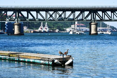 Birds on a Jetty and Bridge over sea at Harbor