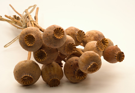 Close up of tied dried poppyhead bunchの写真素材