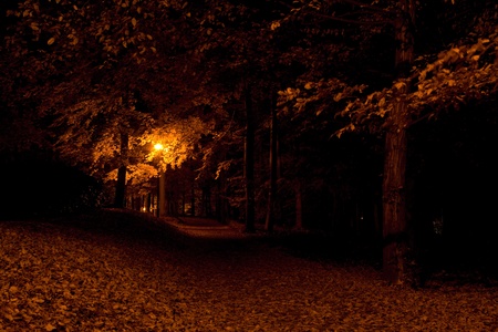 Forest pathway in the nightの写真素材