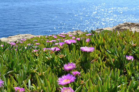 Pink flowers on the coast, Maltaの写真素材