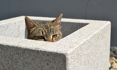 cute tabby kitten hiden in flower pot