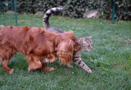 Cute small dog and tabby kitten playing together friendsの写真素材