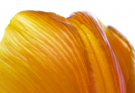 Tulip macro の写真素材