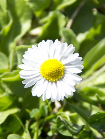 White flower の写真素材