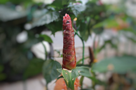 Selective focus of costus spicatus, also known as spiked spiralflag ginger or Indian head ginger, is...