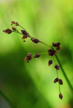 wild flower 1
