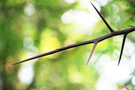 thorn