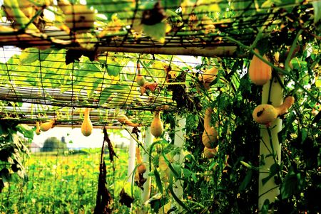 yellow squashの写真素材