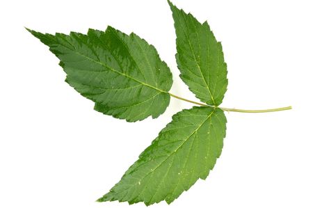 green leavesの写真素材